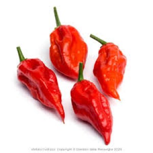 naga morich